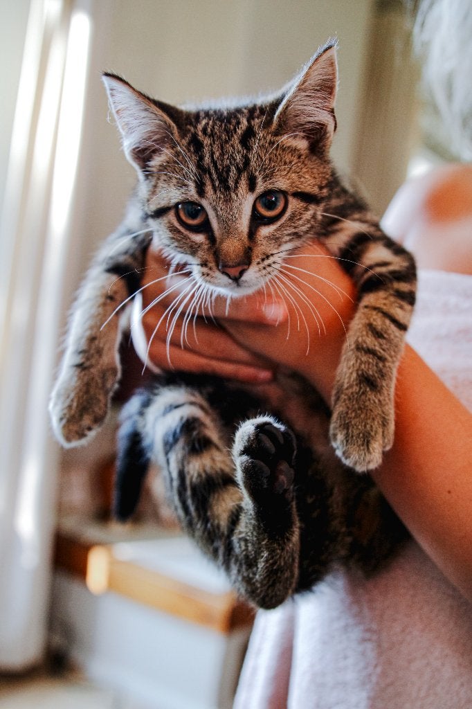 Lieve boerderij kitten, Kater, Ontwormd, 0 tot 2 jaar