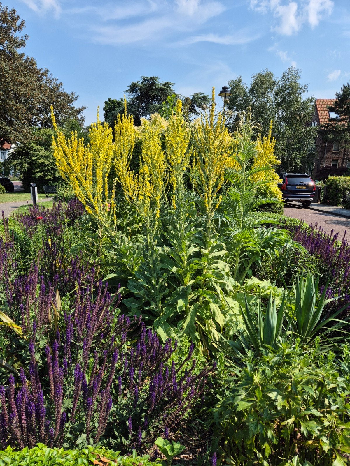 Verbascum zaden - Koningskaars of Zwarte Toorts, Ophalen of Verzenden, Volle zon