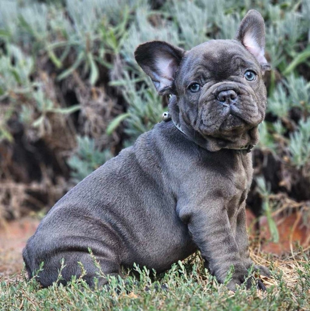 Franse Bulldog pup, 8 tot 15 weken, Buitenland, Teef, Parvo