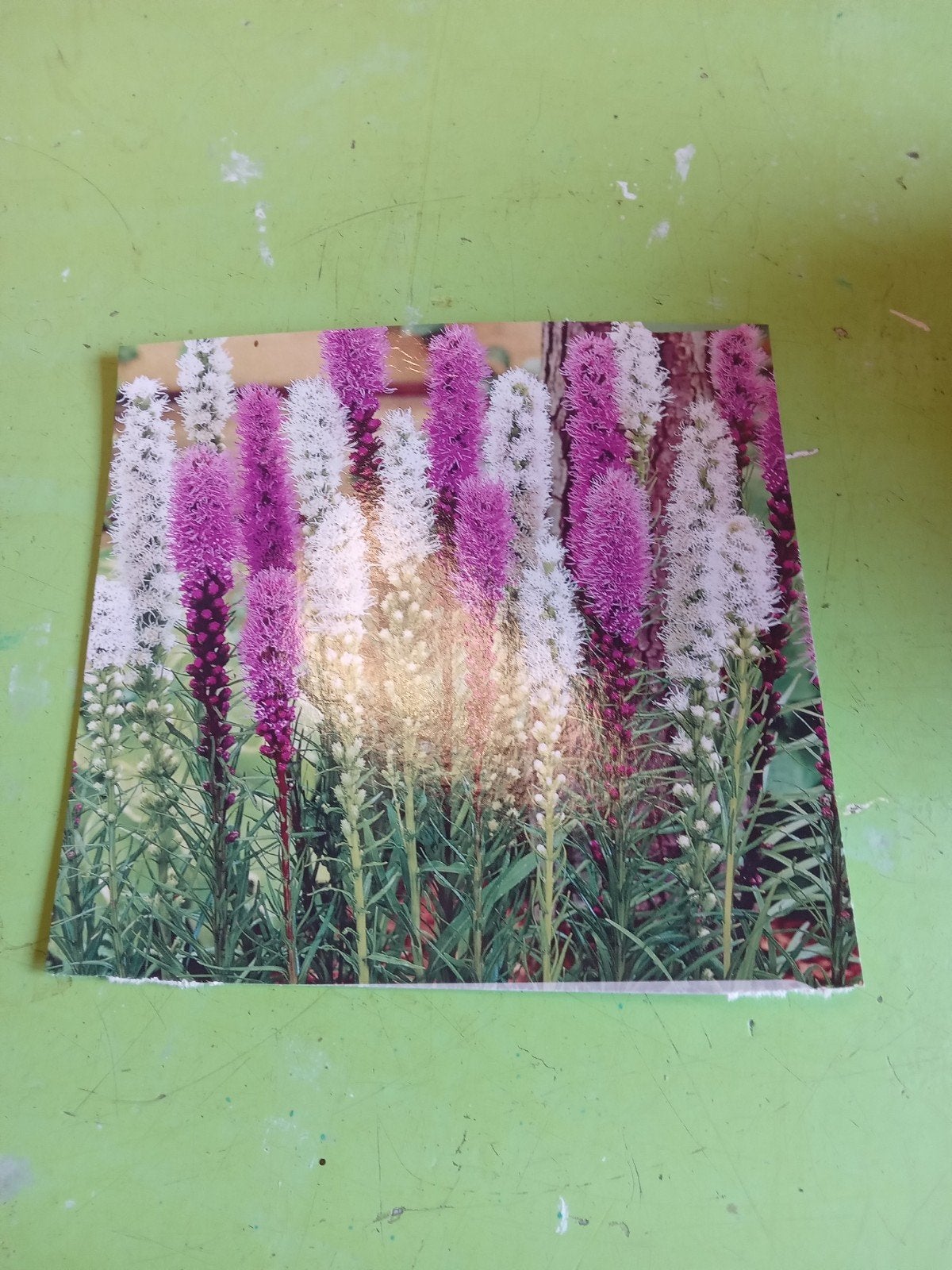 Liatris Spicata - Lampenpoetsersgras, Tuin en Terras, Ophalen of Verzenden, Overige soorten, Volle zon