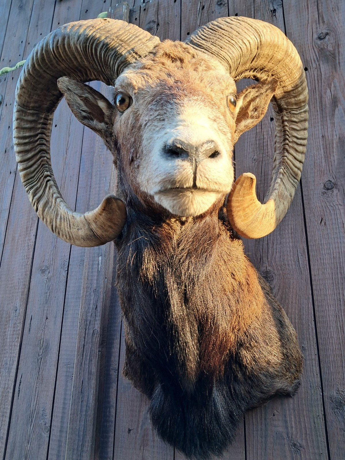 Eyecatcher: Grote moeflon ram, zeer grote hoorns Opgezet, Ophalen of Verzenden, Zo goed als nieuw, Opgezet dier