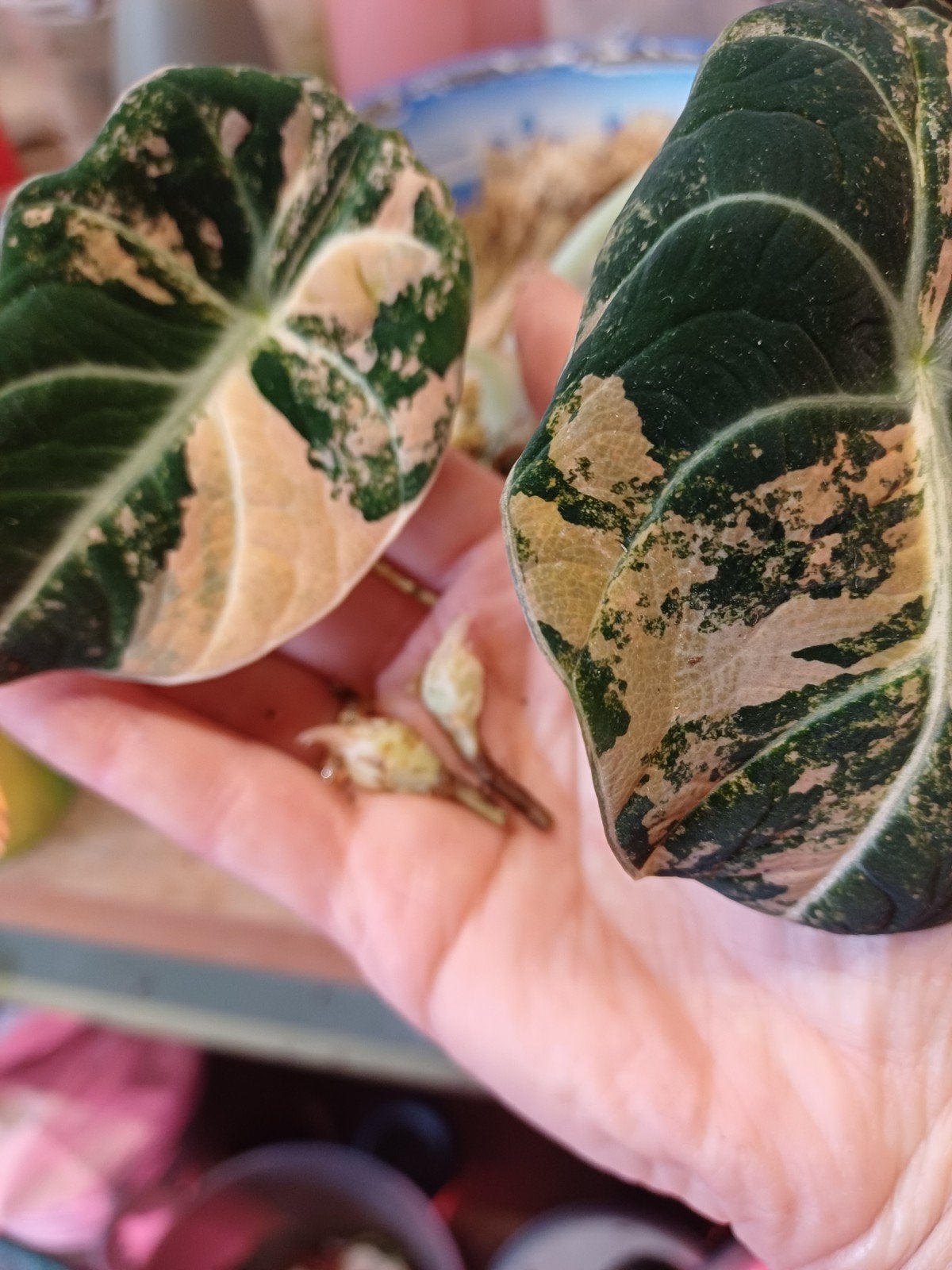 Alocasia Black Velvet aurea variegata knol, Huis en Inrichting, Ophalen of Verzenden, Halfschaduw, Minder dan 100 cm