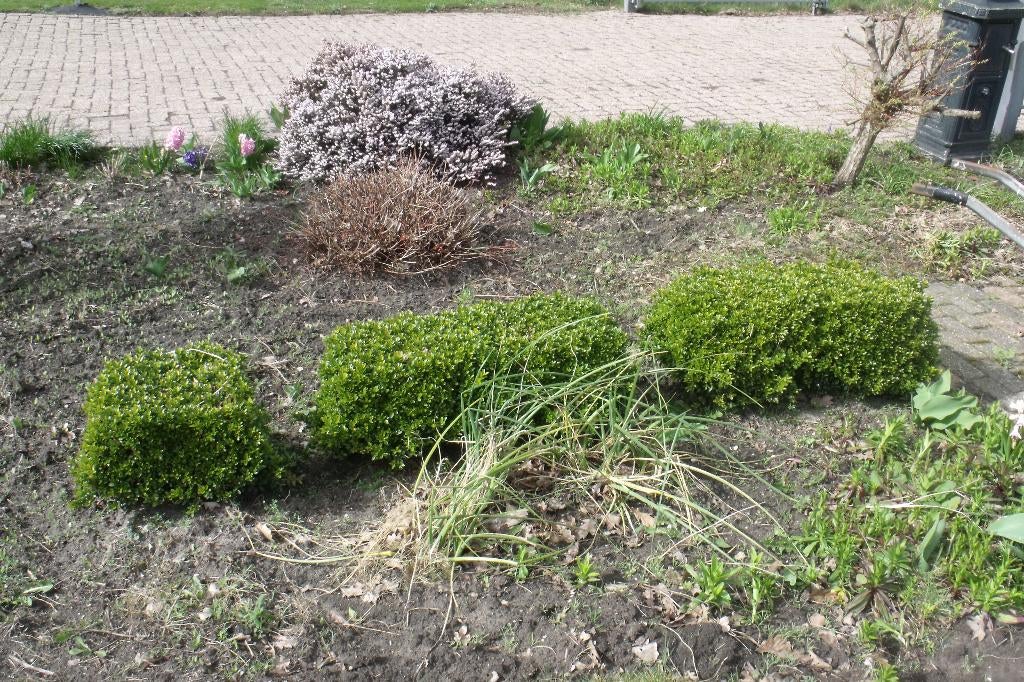 Buxus, Ophalen of Verzenden, Zo goed als nieuw, Minder dan 10 m²
