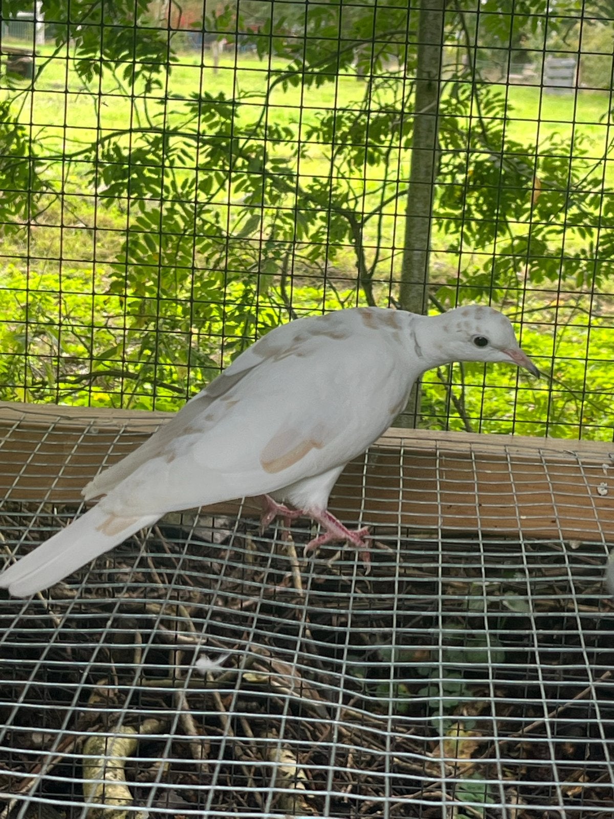 Witte Turkse tortelduif
