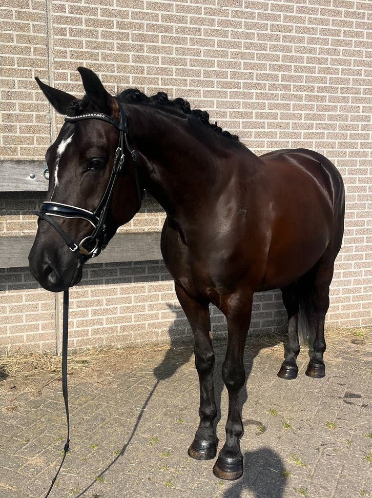 Super lieve knappe D-pony, Dieren en Toebehoren, Merrie, B, D pony (1.37m tot 1.48m), 3 tot 6 jaar