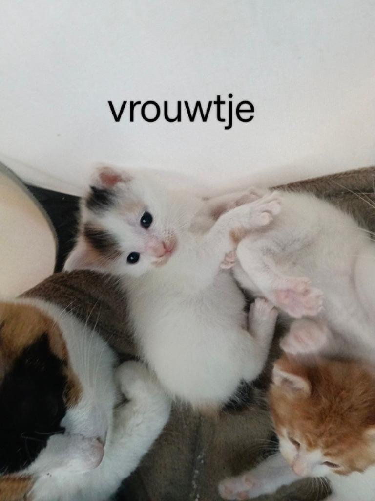 1 lieve kitten zoekt nieuw baasje, Dieren en Toebehoren