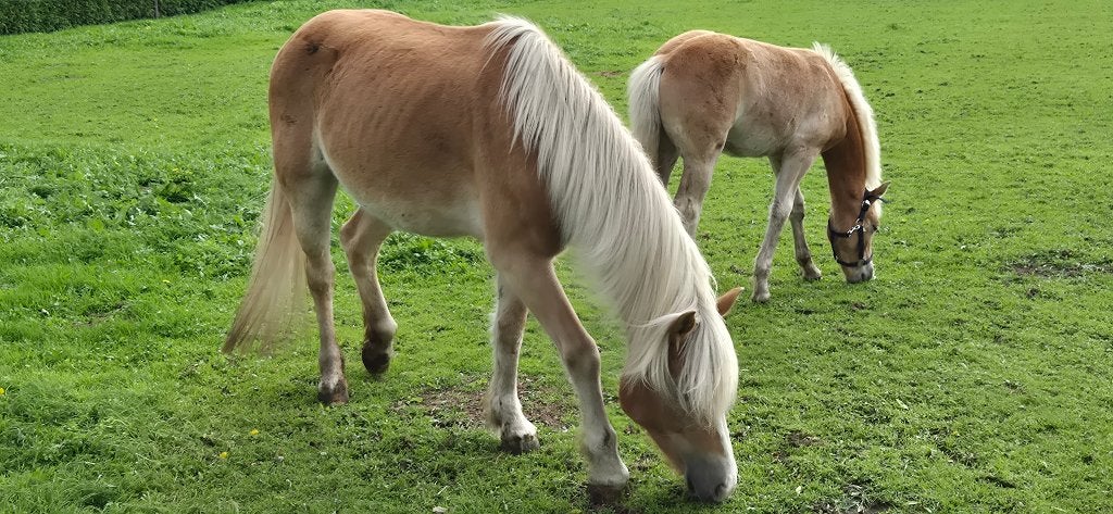 Haflinger hengst veulen, Dieren en Toebehoren, Minder dan 160 cm, Niet van toepassing, 0 tot 2 jaar, Hengst