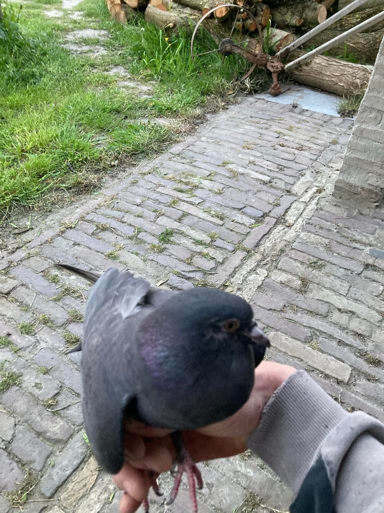Jonge duif kruising kleurenpostuif en takla, Dieren en Toebehoren, Vogels | Duiven, Geslacht onbekend, Overige soorten