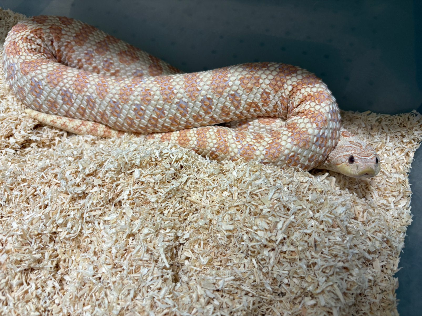 0.1 Albino het Axanthic haakneus slang te koop Hognose Snake - female for sale from RPM