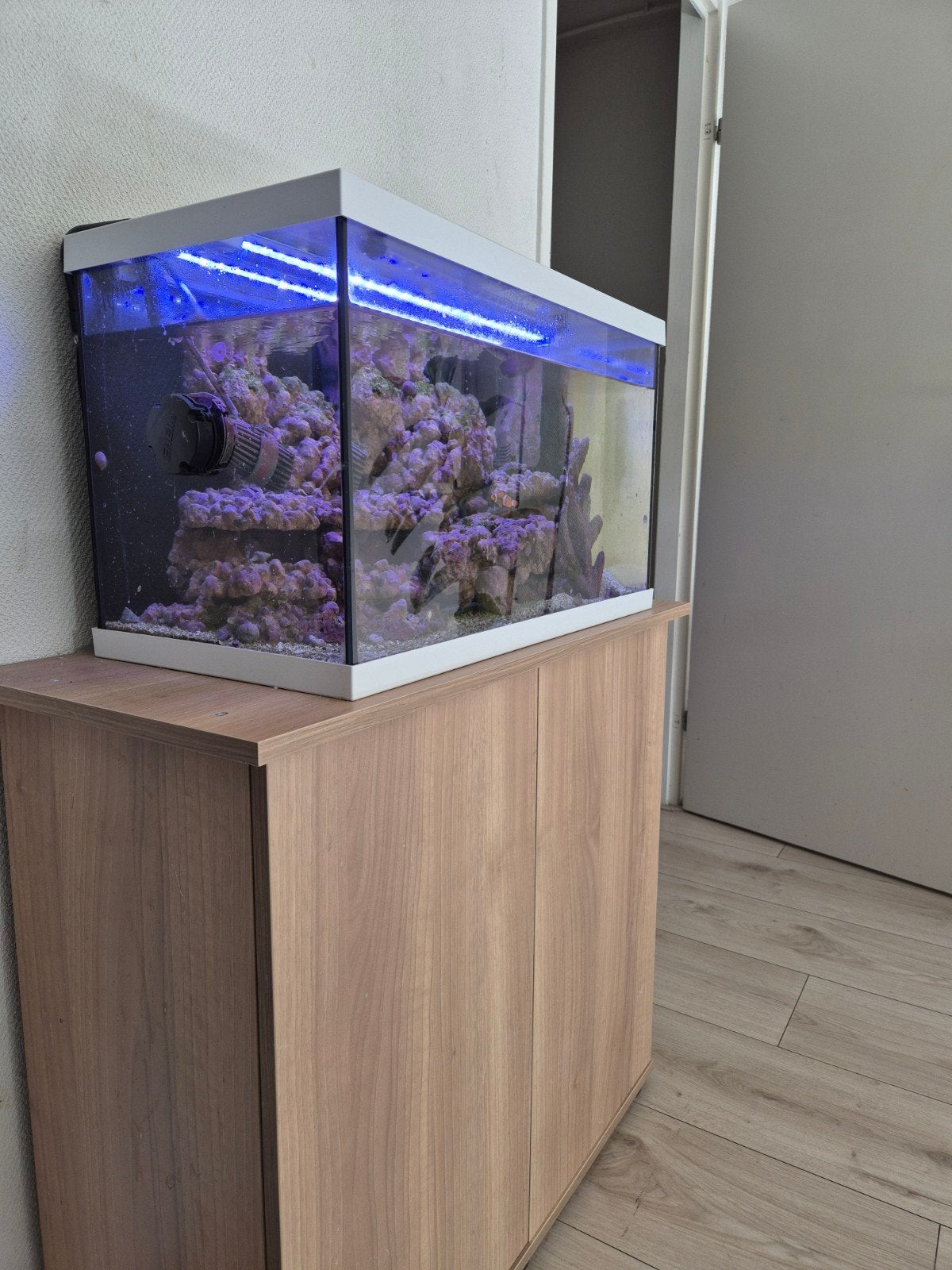 Aquarium Eheim 60L, Dieren en Toebehoren, Ophalen, Gevuld zeewateraquarium, Inclusief deksel, Zo goed als nieuw