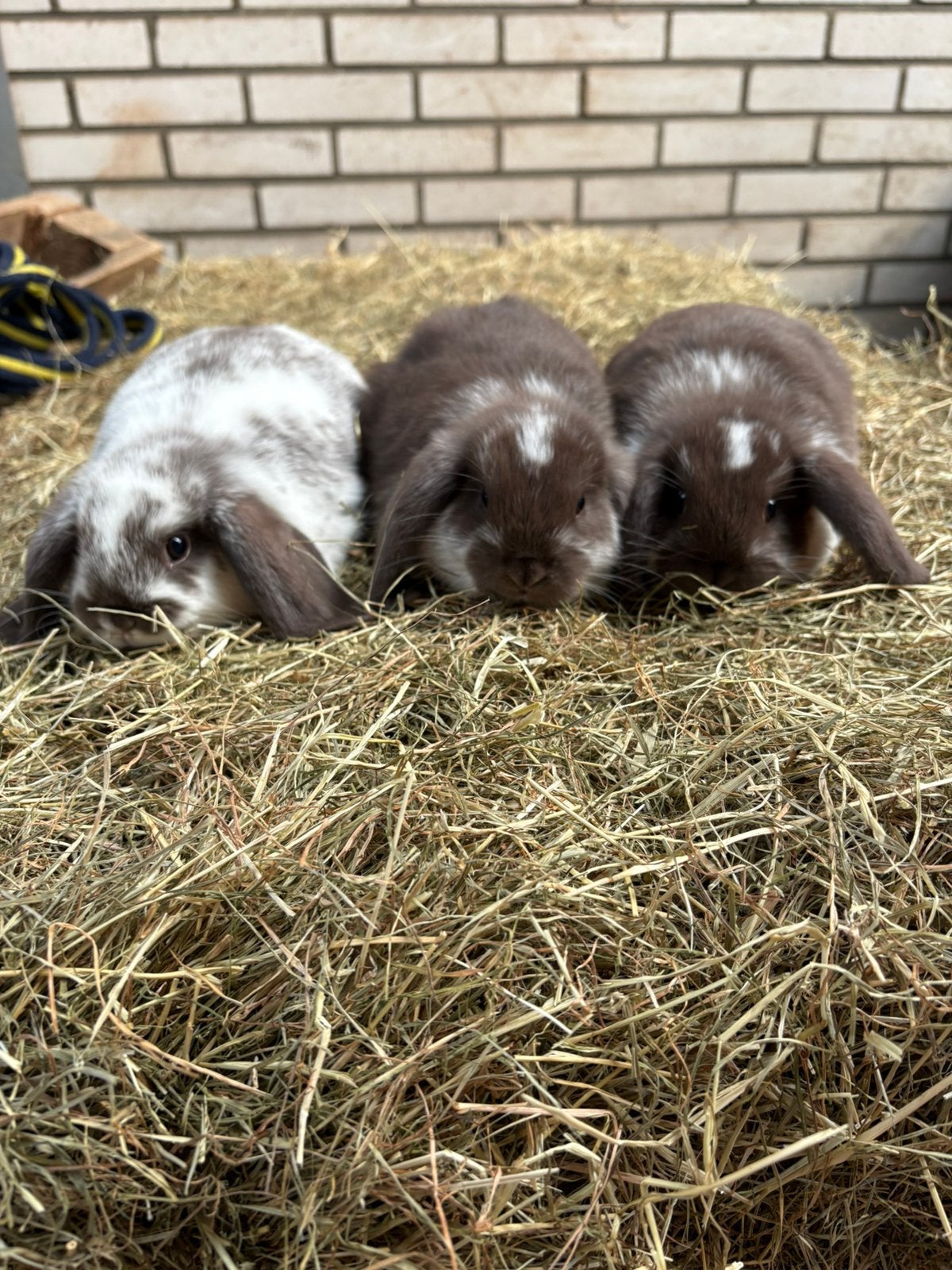 Nestje choco hangoordwerg konijntjes, Dieren en Toebehoren, Meerdere dieren, Dwerg, Hangoor, 0 tot 2 jaar
