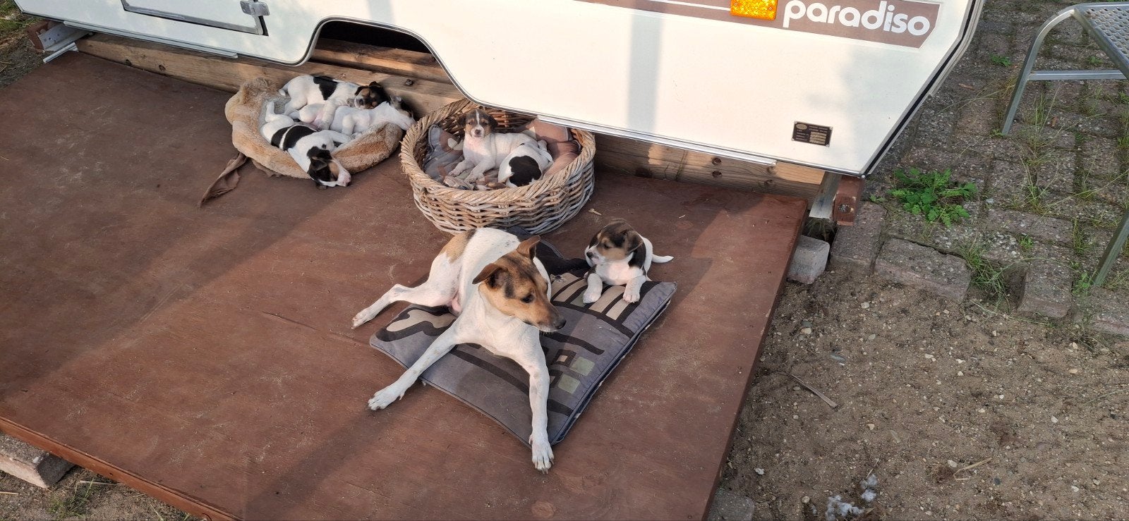 Boerenfox puppies, Dieren en Toebehoren, 8 tot 15 weken, Meerdere, Meerdere dieren, Nederland