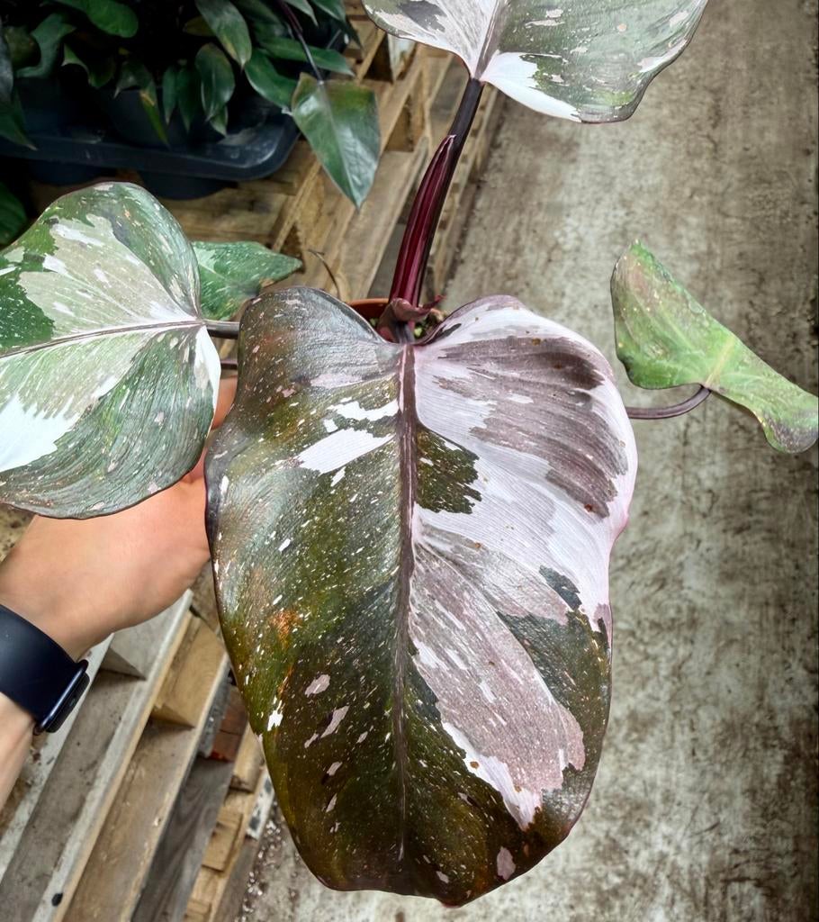 Philodendron Red Anderson p12, Huis en Inrichting, Kamerplanten, Ophalen of Verzenden