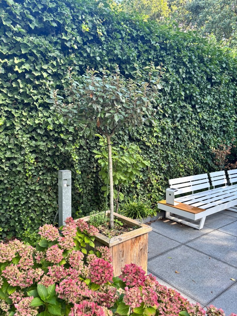 Olijfwilg op stam, Tuin en Terras, Planten | Bomen, 100 tot 250 cm, Zomer, Ophalen, Volle zon
