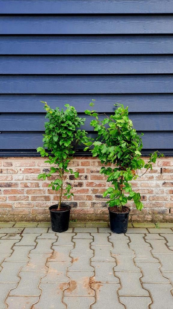 Fagus sylvatica 🌿❗️groene beuken in pot❗️🌿, Tuin en Terras, Ophalen, Beukenhaag, 100 tot 250 cm