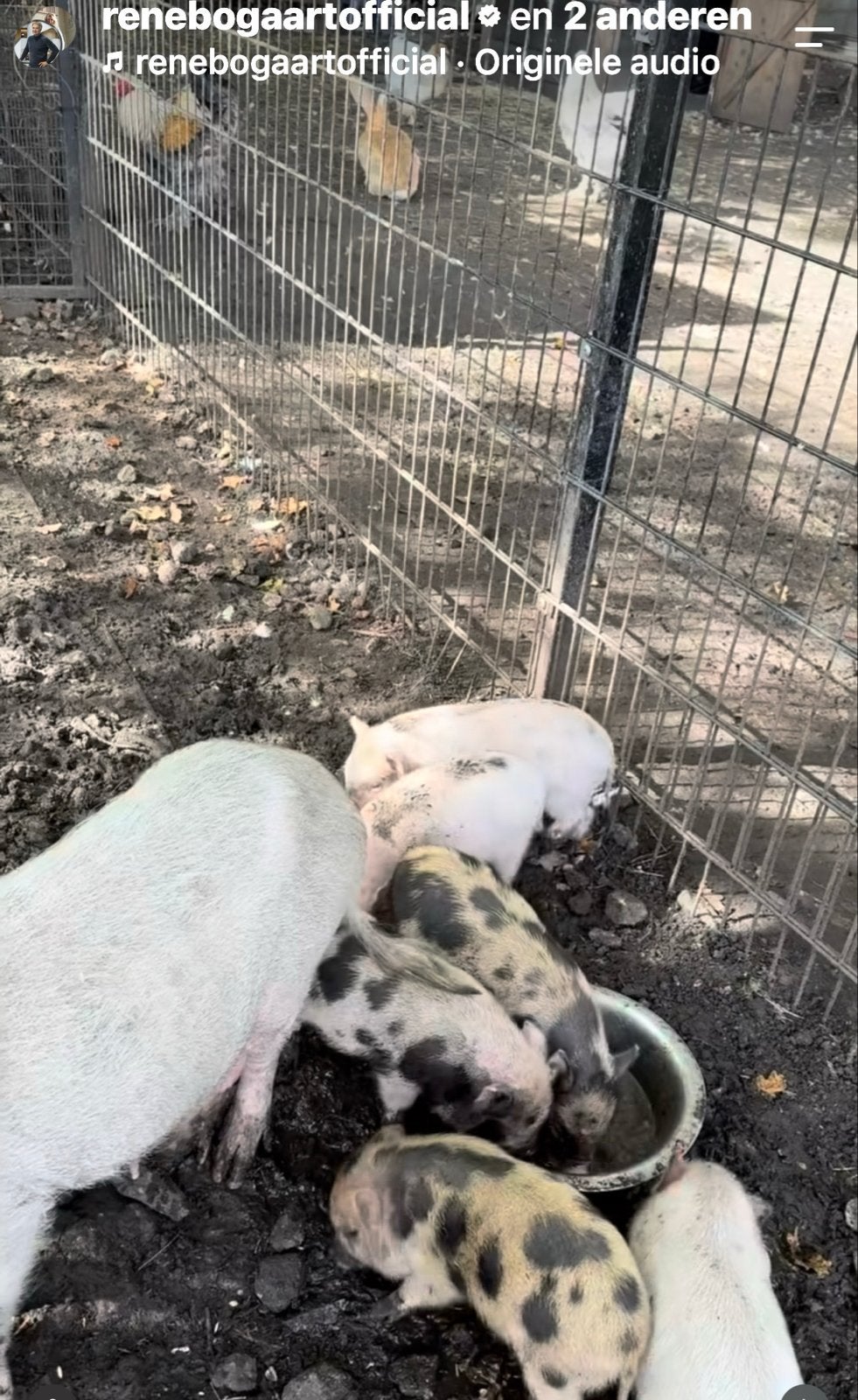 Schattige mini varkens !, Meerdere dieren, Varken, 0 tot 2 jaar