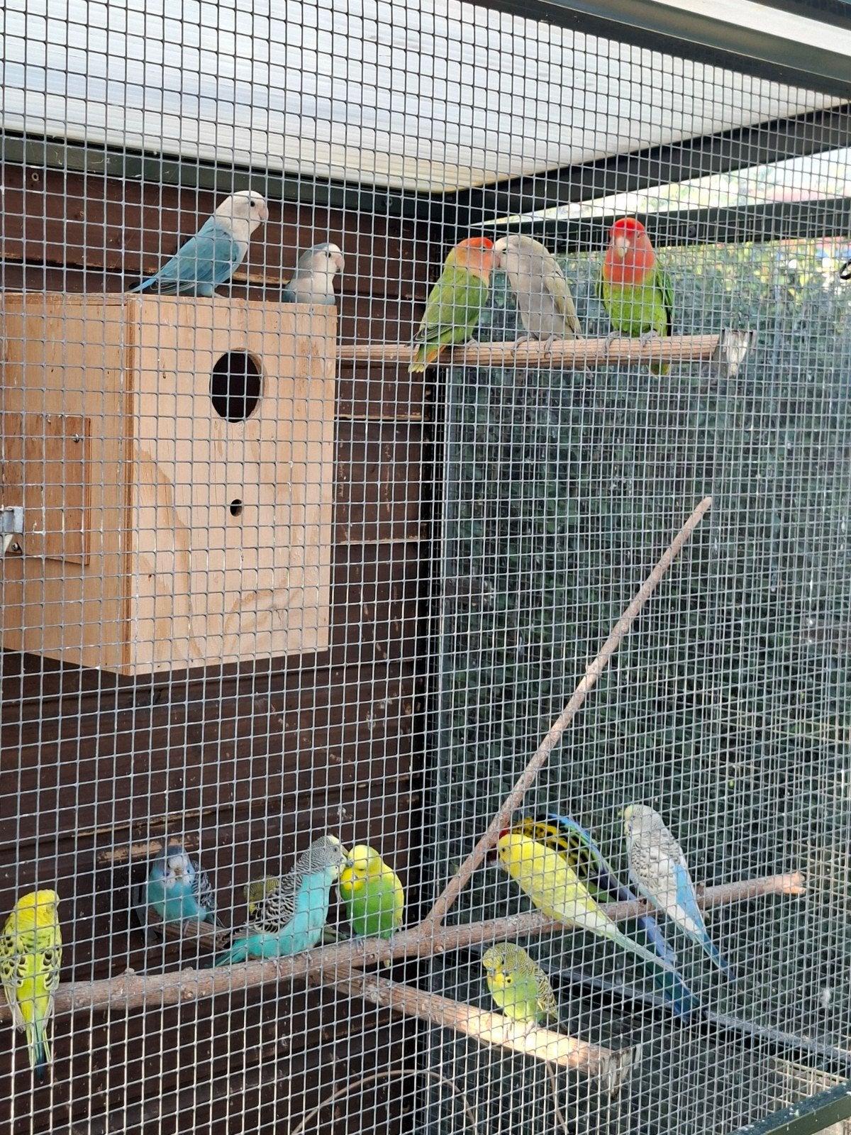 agapornissen, Dieren en Toebehoren