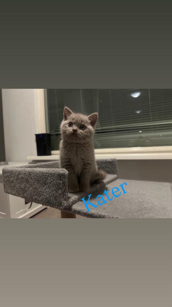 Ras zuivere korte britshaar, Meerdere dieren, Ingeënt