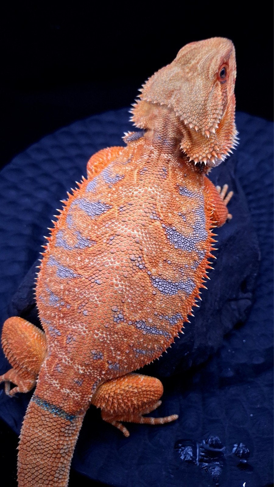 50% Red Monster Blue Tiger het. Hypo/Witblits Man Baardagaam Bearded Dragon photo 3