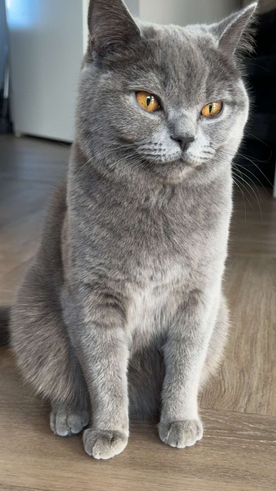 Britse korthaar zonder stamboom 2 jaar oud, Dieren en Toebehoren, Katten en Kittens | Raskatten | Korthaar, Poes, Ontwormd, 0 tot 2 jaar
