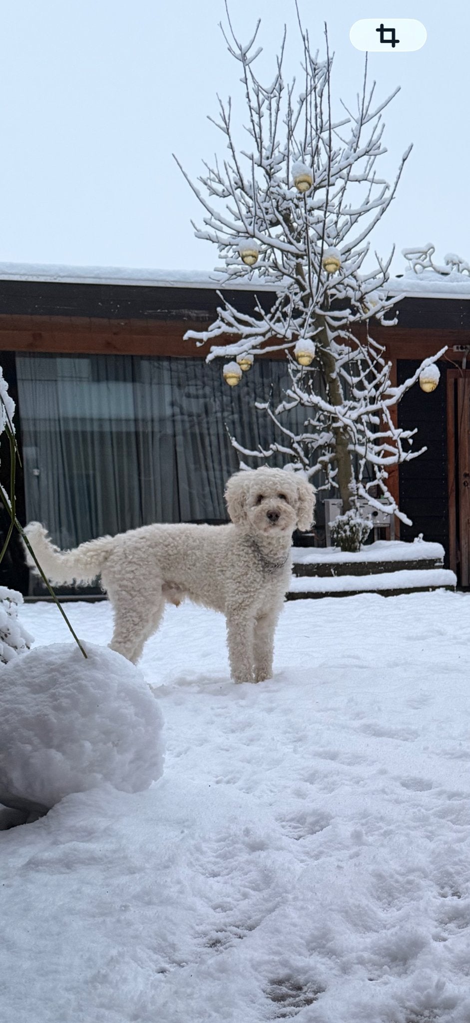 Lieve labradoodle ter dekking aangeboden, 6 jaar of ouder, Reu, Parvo, Eén hond