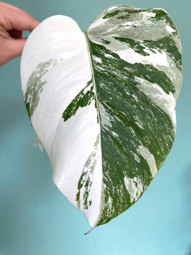 Topkwaliteit, witte Monstera Albo Variegata stek, Huis en Inrichting, Kamerplanten, Ophalen