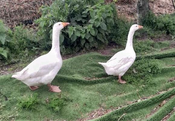 Koppel witte boeren ganzen, Dieren en Toebehoren, Pluimvee, Meerdere dieren, Gans of Zwaan
