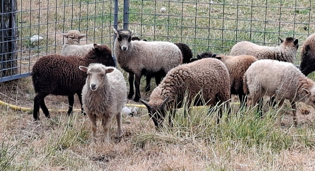 ouessant met ietsje ander bloed KLEURRIJKE dieren, Vrouwelijk, Schaap, 0 tot 2 jaar