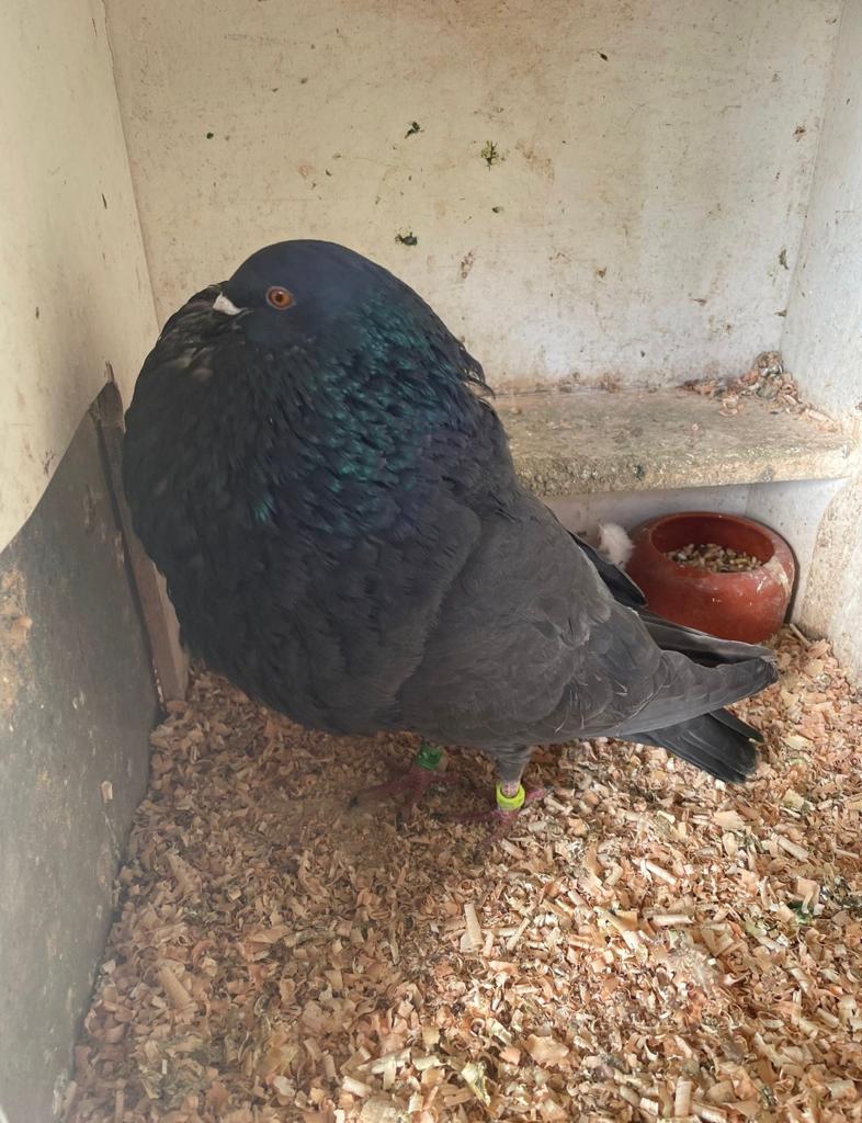 Mooie Gaditano duivin, Dieren en Toebehoren, Vogels | Duiven, Vrouwelijk, Kropper