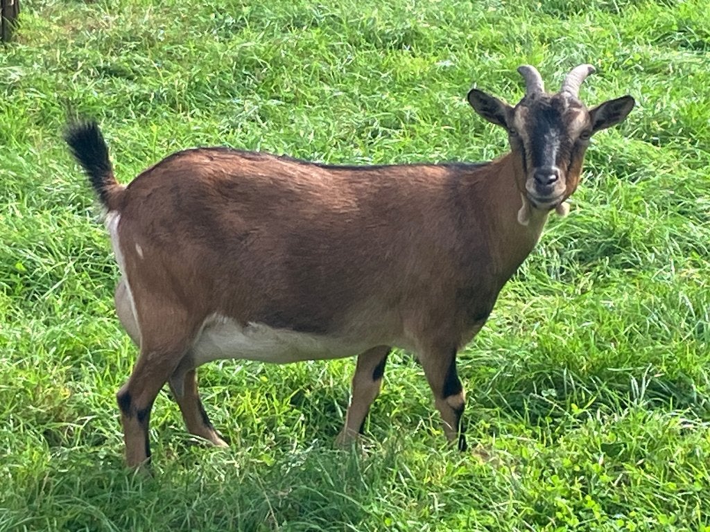 Mooie dwerggeit, Dieren en Toebehoren, Vrouwelijk, Geit, 3 tot 5 jaar