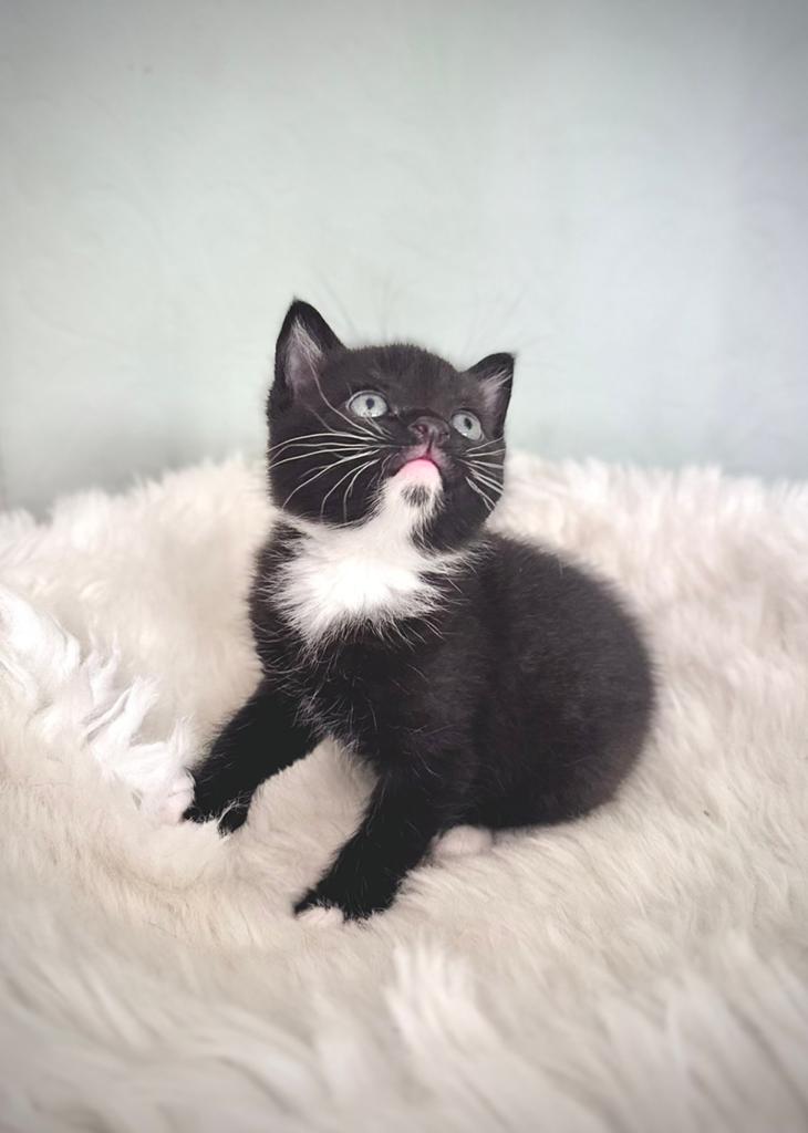 Kittens Britse korthaar x Europese korthaar, Meerdere dieren, Ontwormd