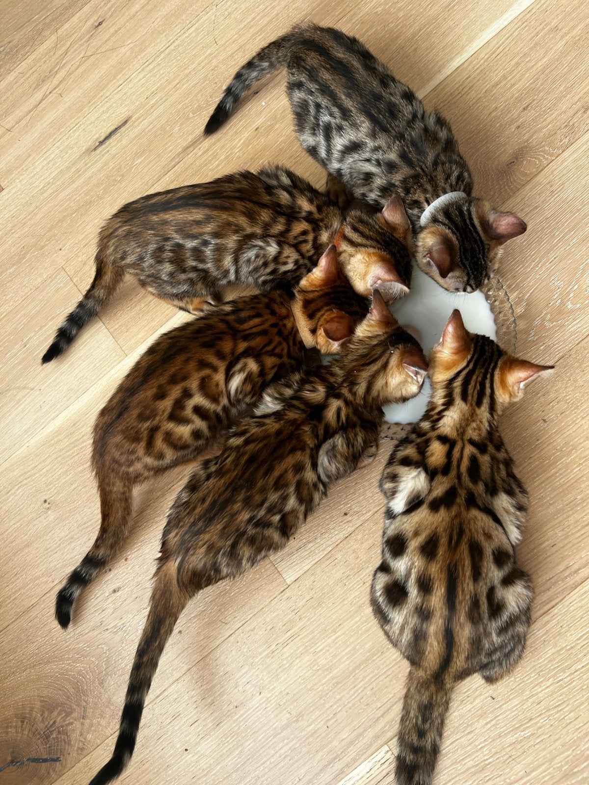 100% Raszuivere bengalse kittens met stamboom (10 weken oud), Dieren en Toebehoren, Katten en Kittens | Overige Katten, Meerdere dieren