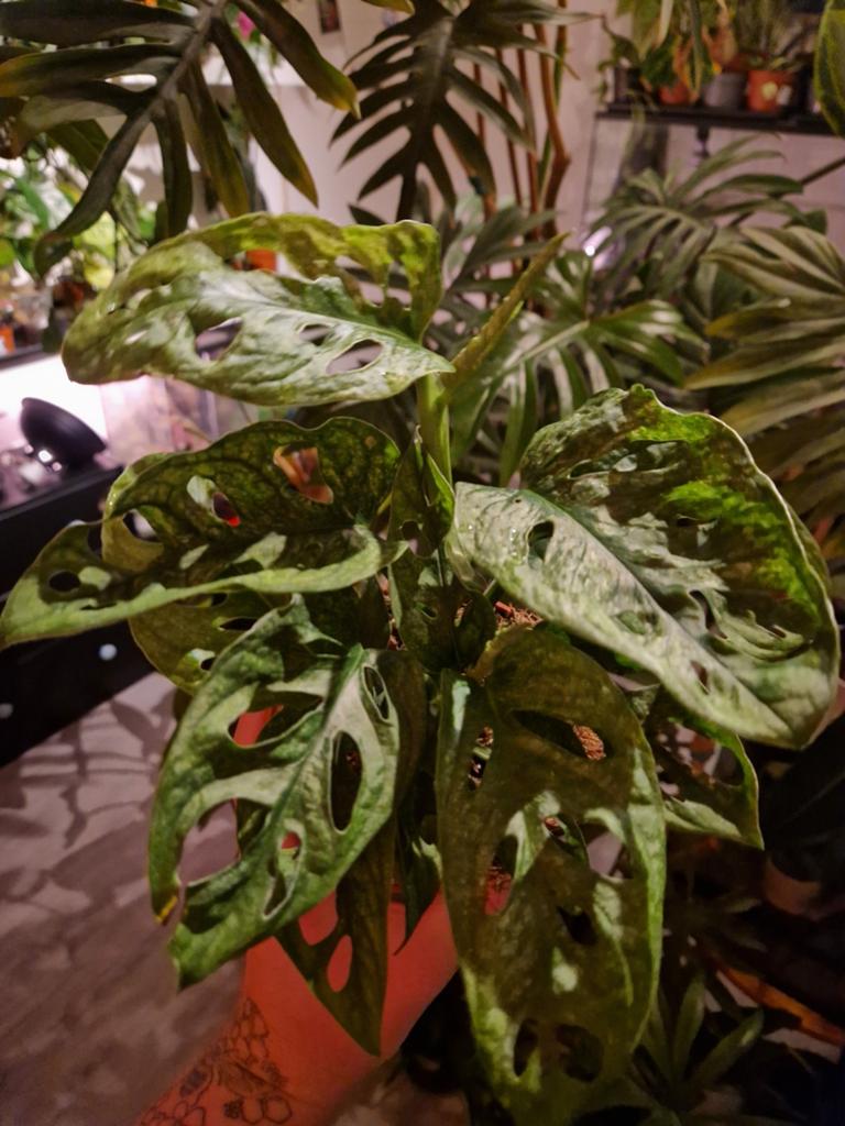 Monstera Adansonii Mint, Huis en Inrichting, Kamerplanten, Overige soorten, Minder dan 100 cm, Groene kamerplant, Halfschaduw