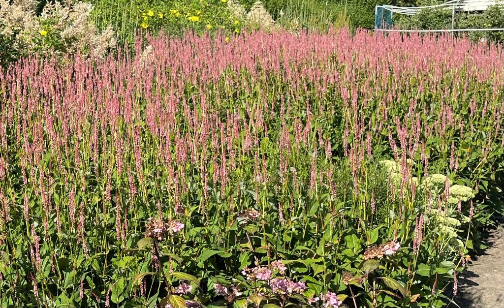 Persicaria amplexicaulis 'Rosea', Overige soorten, Volle zon, Vaste plant, Ophalen of Verzenden