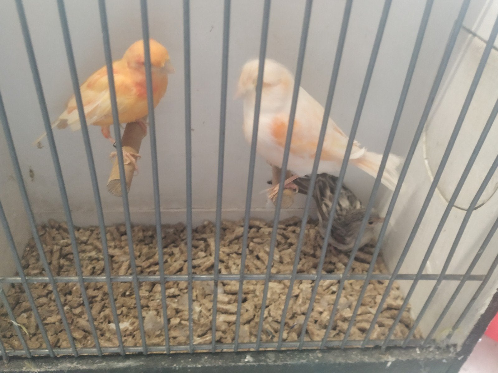 Kanaries, Meerdere dieren, Kleurkanarie