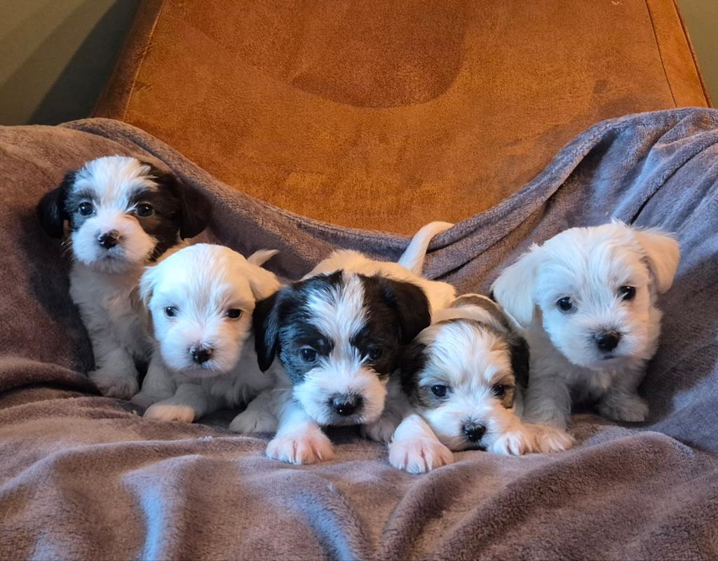 Boompoo pups, Parvo, 8 tot 15 weken, Meerdere, Meerdere dieren
