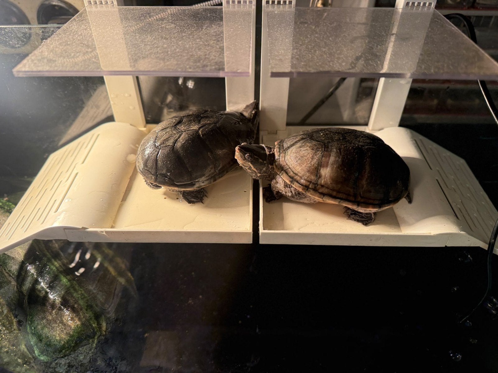 schildpadden, Schildpad, 0 tot 2 jaar