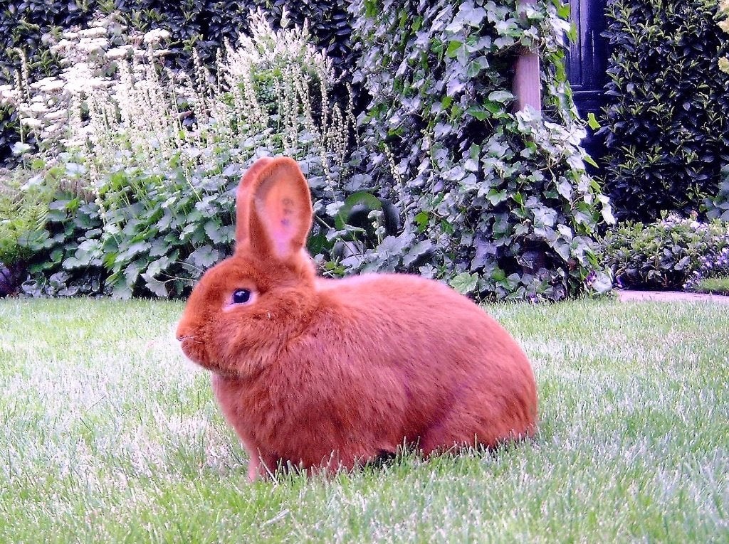 Te koop konijn, Dieren en Toebehoren, Vrouwelijk, Middelgroot, 0 tot 2 jaar