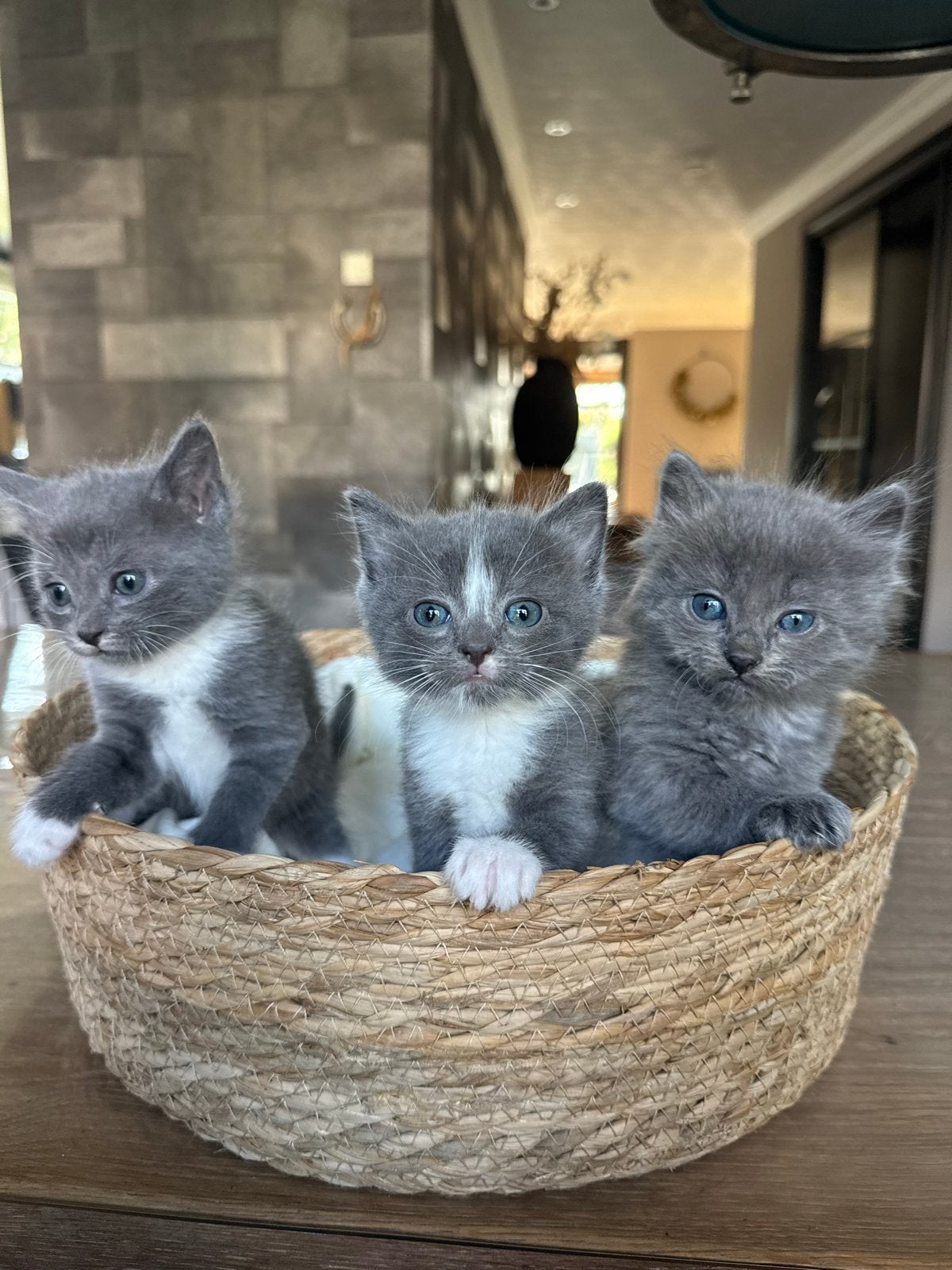 Kittens ragdoll x europese korthaar, Dieren en Toebehoren, Katten en Kittens | Overige Katten, Meerdere dieren, 0 tot 2 jaar