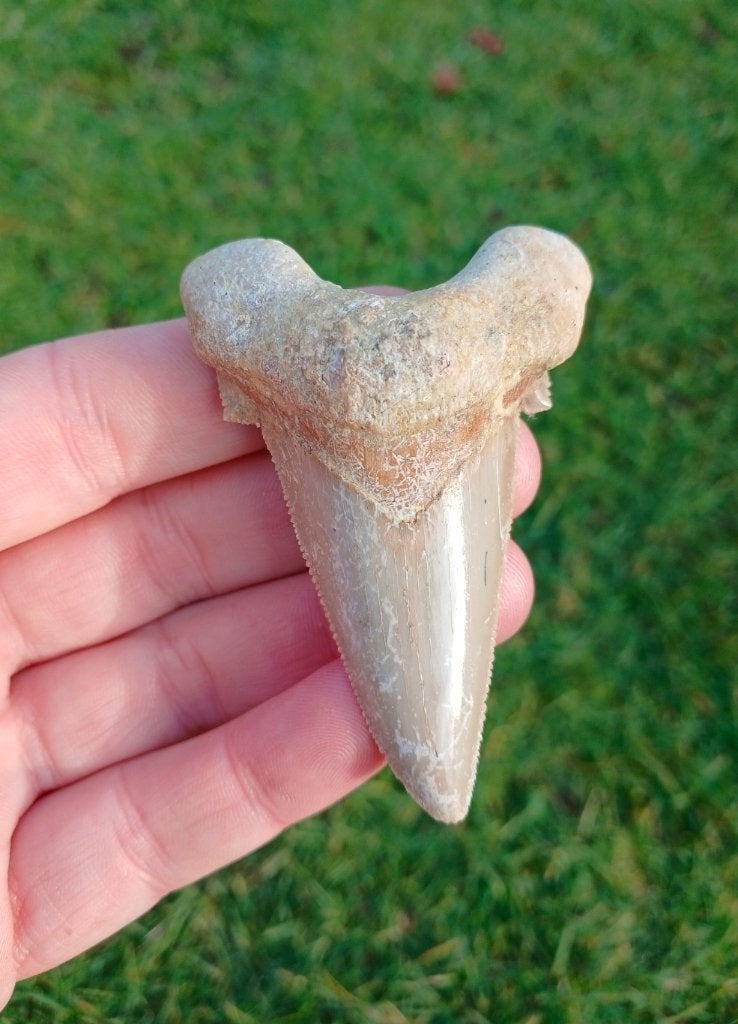Grote Otodus Sokolovi haaientand fossielen, Verzamelen, Ophalen of Verzenden, Fossiel