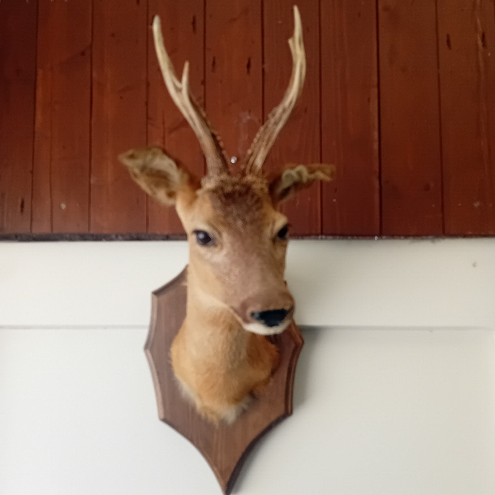 Opgezette Reekop - Decoratieve Wandmontage, Verzamelen, Dierenverzamelingen, Ophalen