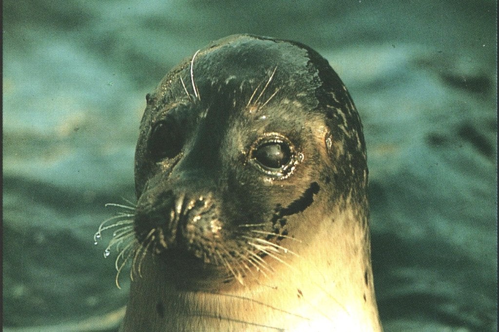 988281 Texel 80+ Zeehond  mooie zegel Pluk van de petteflet, Ophalen of Verzenden, 1980 tot heden, Gelopen, Noord-Brabant