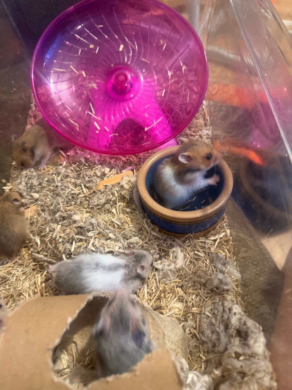 Hamster vrouwtjes, Dieren en Toebehoren, Knaagdieren, Hamster, Juni, Meerdere dieren, Tam