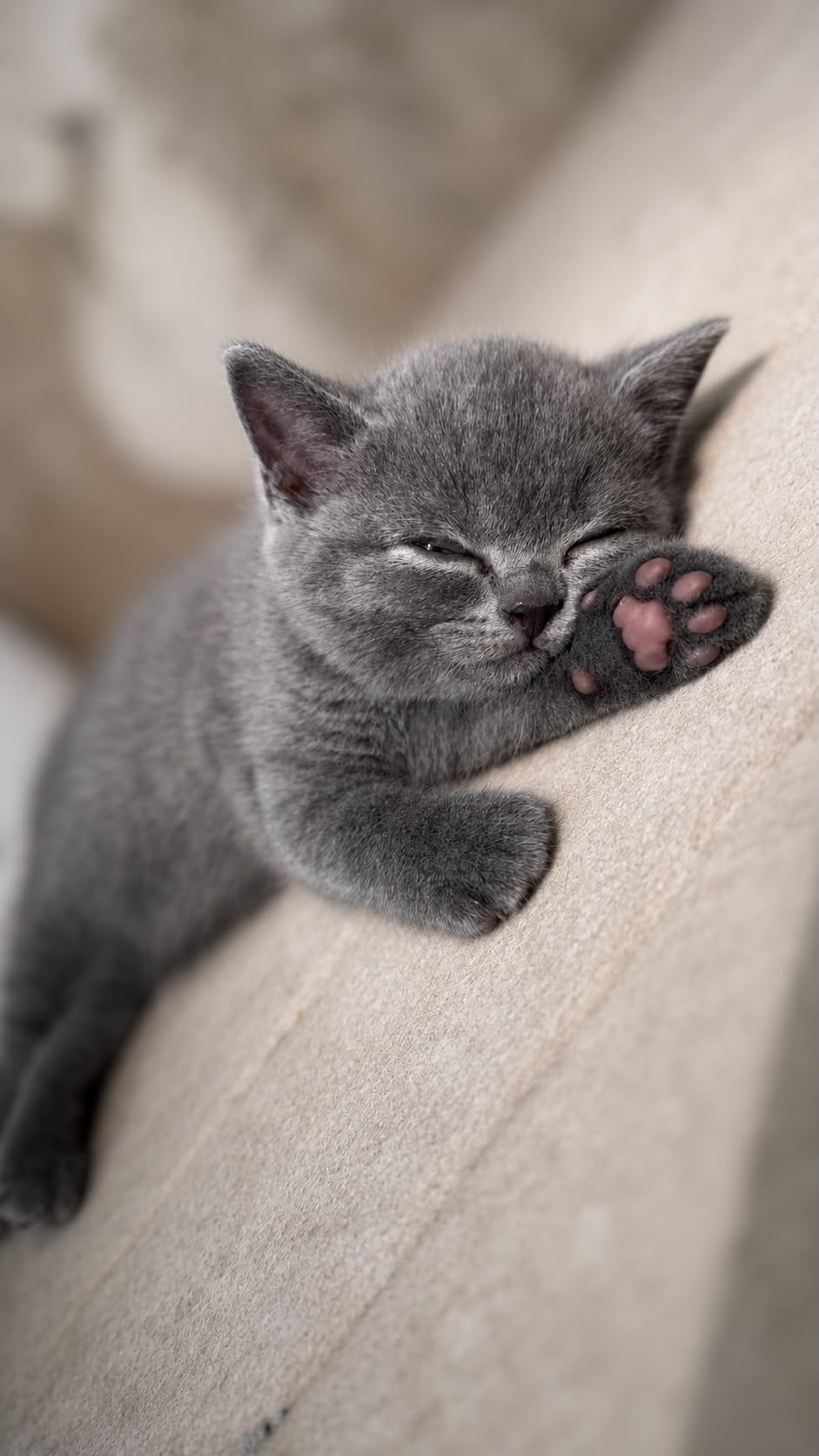 Brits Korthaar kittens te koop, Meerdere dieren