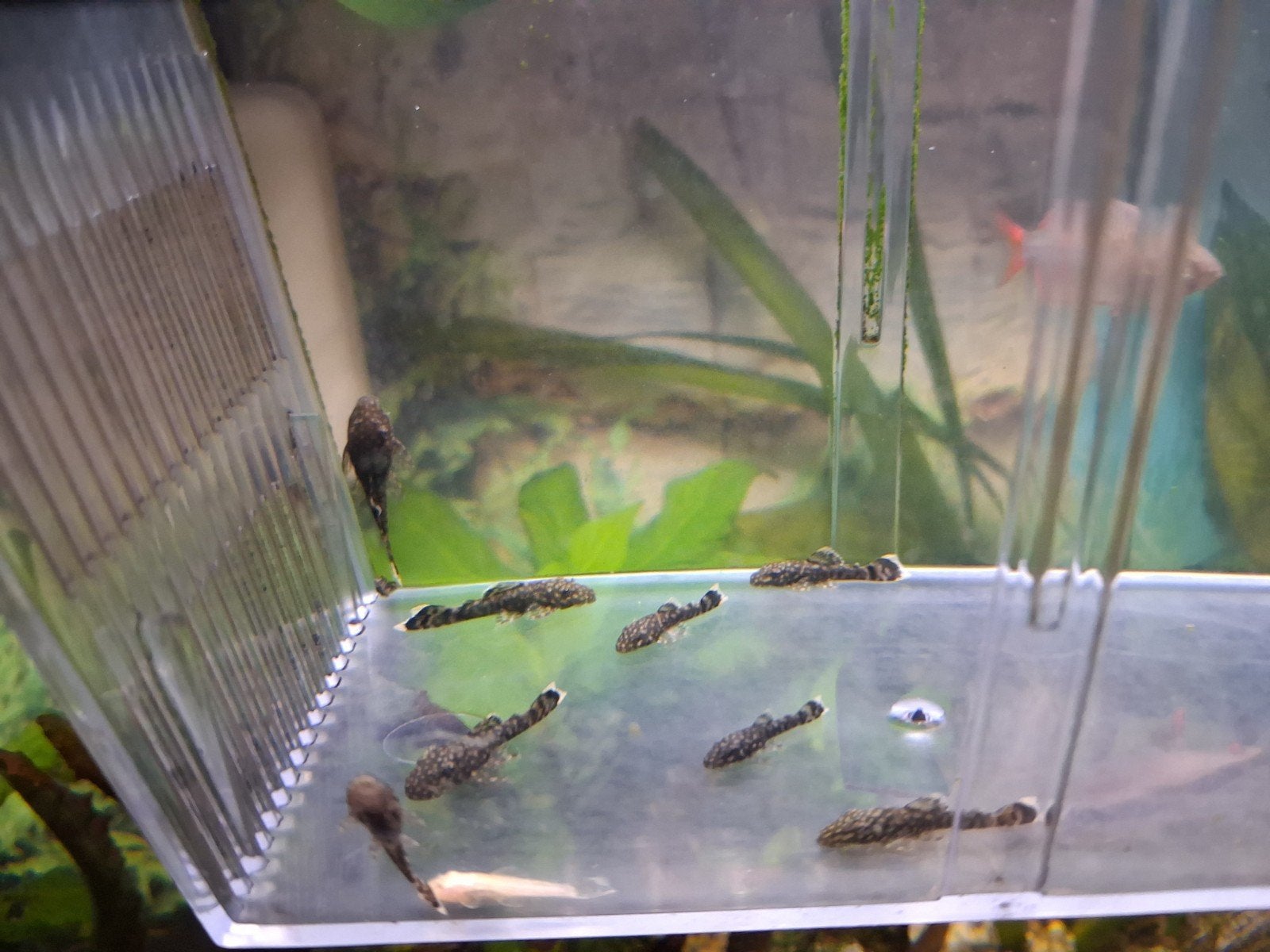Pleco,s Algeneters, Dieren en Toebehoren, Vissen | Aquariumvissen, Vis