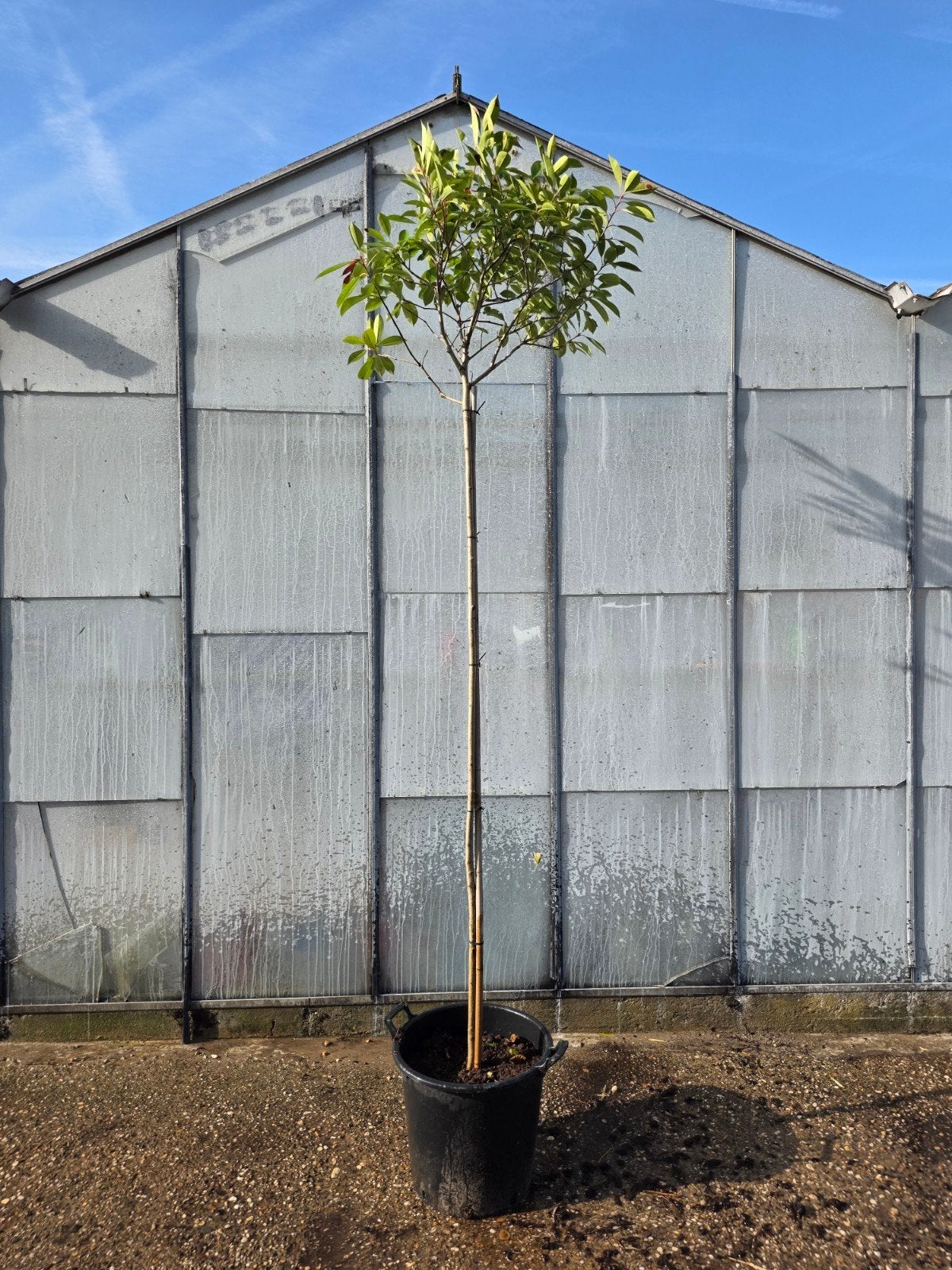 Photinia Fraseri op stam 2.5m - Glansmispel boom, Ophalen, Vaste plant, Overige soorten, Volle zon