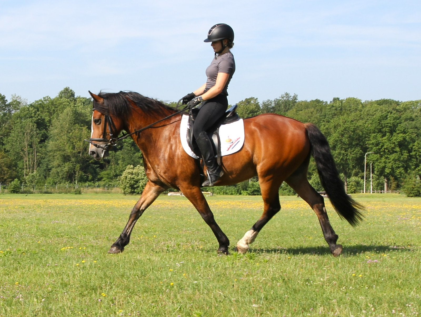 Mooie D-pony te koop, Dieren en Toebehoren, Pony's, Ruin, Dressuurpony, M, 11 jaar of ouder
