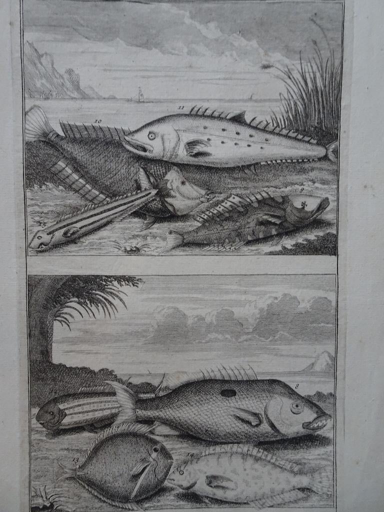 2 etsen tropische vissen nr 6 tonijn, Indonesië Elliger 1724, Antiek en Kunst, Origineel, Flora en Fauna, 1700 - 1799, Verzenden