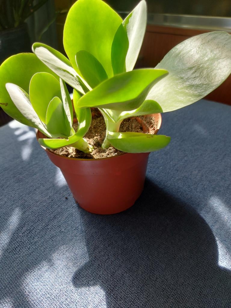 Kalanchoe Thyrsiflora 2 planten in 1 pot, Huis en Inrichting, Kamerplanten, Ophalen, Vetplant, In pot, Minder dan 100 cm
