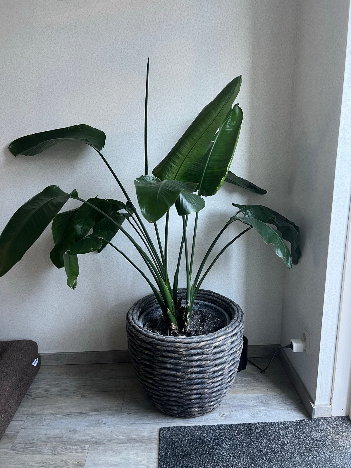 Strelitzia Nicolai (Paradijsvogelplant) inclusief pot, Ophalen, Vaste plant, Overige soorten, Volle zon